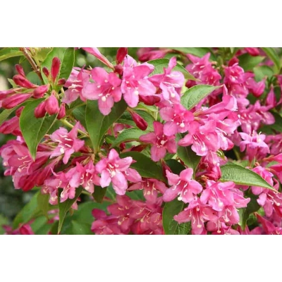 Weigela, fruticosa "Różowa"