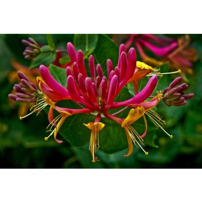 Wiciokrzew Lonicera "Czerwony"
