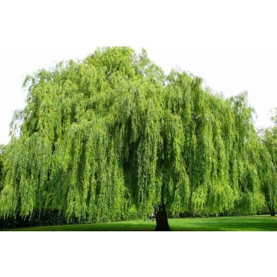 Wierzba Salix Sepulcralis