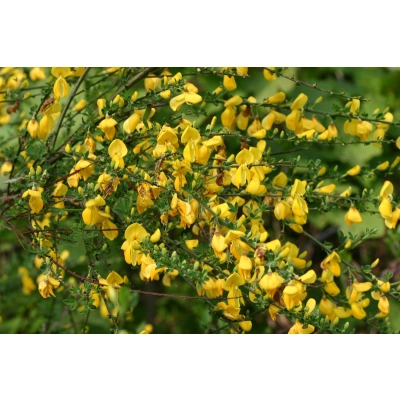 Żarnowiec Cytisus scoparius "Żółty"