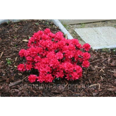 Azalia japońska japonicum "Rubinetta"