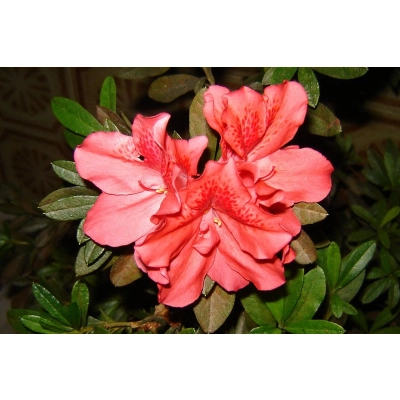 Azalia japońska japonicum "Geisha Orange"