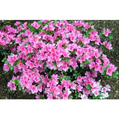 Azalia japońska japonicum "Kermasina Rose"