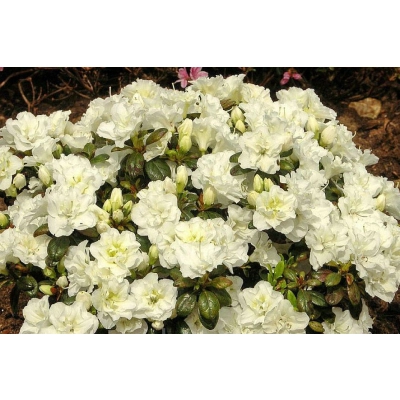 Azalia japońska japonicum 