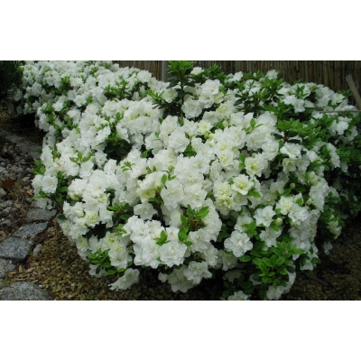 Azalia japońska japonicum "Albiflorum Biała"
