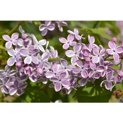 Lilak Syringa vulgaris "Dwukolorowy"