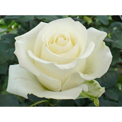 Róża wielkokwiatowa Rosa "Biała"