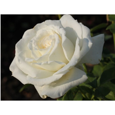 Róża wielkokwiatowa Rosa "Biała Szlachetna"