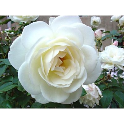 Róża wielkokwiatowa Rosa "Biała z Kremem"