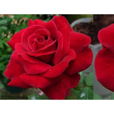 Róża wielkokwiatowa Rosa "Bordowo- czarna"