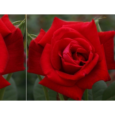 Róża wielkokwiatowa Rosa "Bordowa"