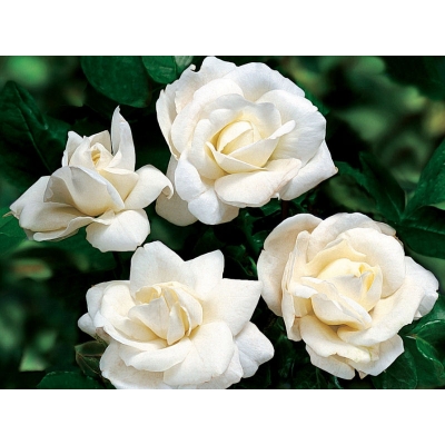 Róża rabatowa Rosa multiflora "Biała"