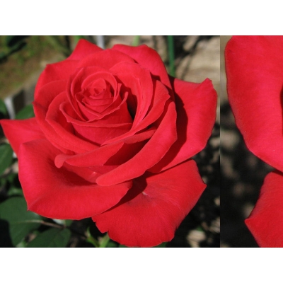 Róża rabatowa Rosa multiflora "Czerwona"