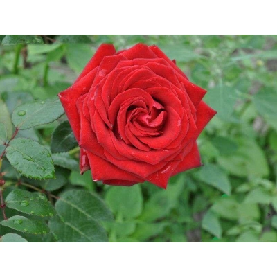 Róża wielkokwiatowa Rosa "Czerwona Bukietowa"