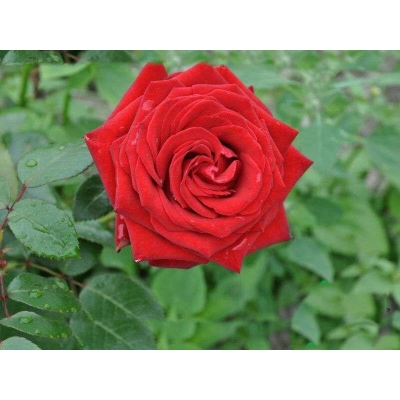 Róża wielkokwiatowa Rosa "Czerwona Bukietowa"