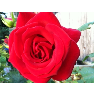 Róża wielkokwiatowa Rosa "Czerwona Krwista"