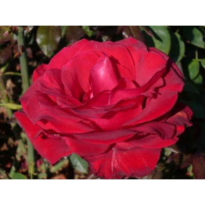 Róża wielkokwiatowa Rosa "Czerwona Rozeta"