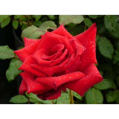 Róża wielkokwiatowa Rosa "Czerwona Szalkowa"