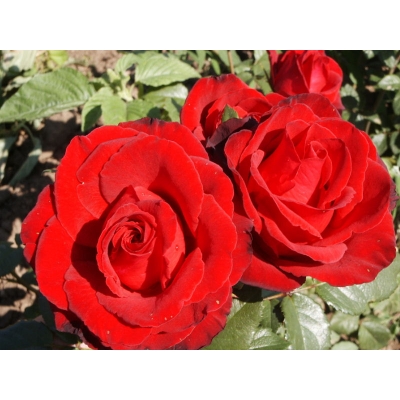 Róża wielkokwiatowa Rosa "Czerwona Szlachetna"