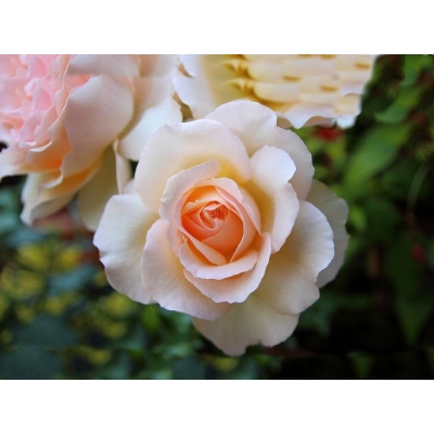 Róża rabatowa Rosa "Kremowa"