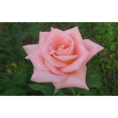 Róża wielkokwiatowa Rosa "Łososiowa"