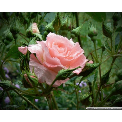 Róża rabatowa Rosa "Łososiowa"