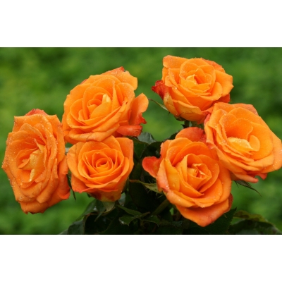 Róża wielkokwiatowa Rosa "Pomarańczowa"