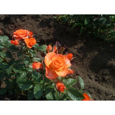 Róża wielkokwiatowa Rosa "Pomarańczowa Szlachetna"