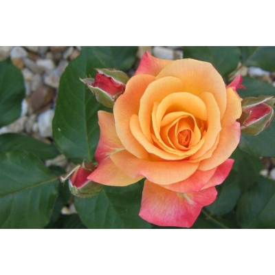 Róża wielkokwiatowa Rosa multiflora "Pomarańczowa"