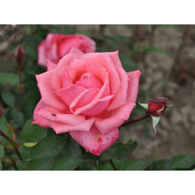 Róża wielkokwiatowa Rosa "Różowa Aksamitna"