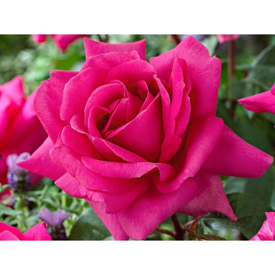 Róża wielkokwiatowa Rosa "Różowa"