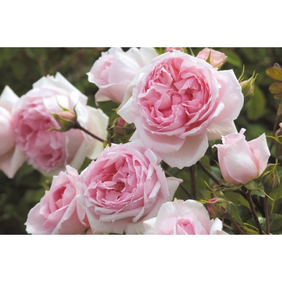 Róża wielkokwiatowa Rosa "Różowa Angielska"