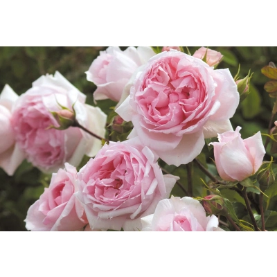 Róża wielkokwiatowa Rosa "Różowa Angielska"