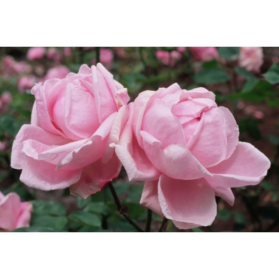 Róża wielkokwiatowa Rosa "Różowa Pomponowa"