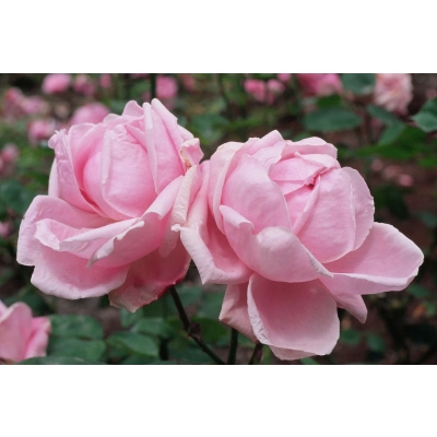 Róża wielkokwiatowa Rosa "Różowa Pomponowa"