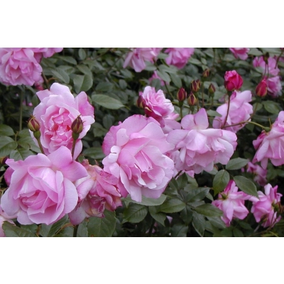 Róża wielkokwiatowa Rosa "Różowa Rozetowa"
