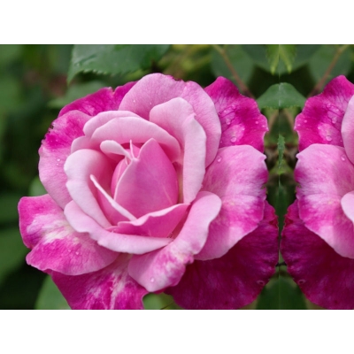 Róża wielkokwiatowa Rosa "Różowa Szalkowata"