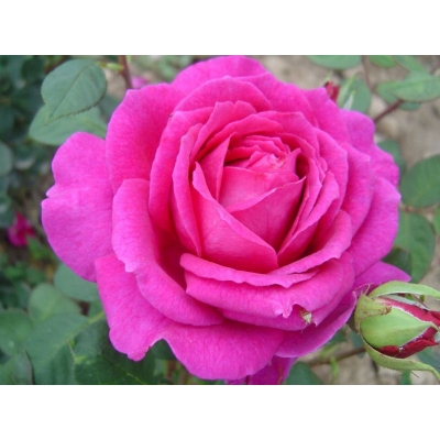 Róża wielkokwiatowa Rosa "Różowa Szlachetna"