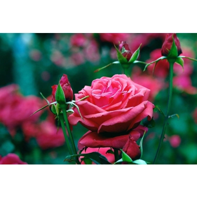 Róża wielkokwiatowa Rosa "Różowa z Oczkiem"