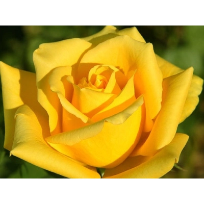 Róża wielkokwiatowa Rosa "Żółta"
