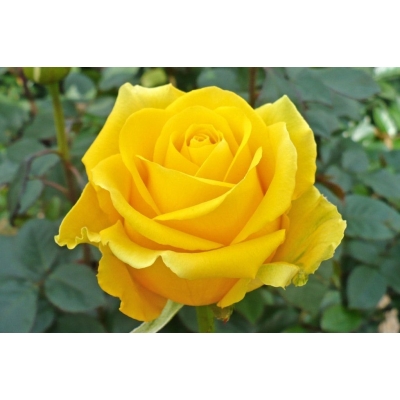 Róża wielkokwiatowa Rosa "Żółta Pachnąca"