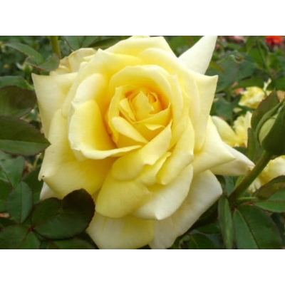Róża wielkokwiatowa Rosa "Żółta Rozeta"
