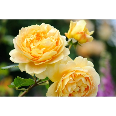 Róża wielkokwiatowa Rosa "Żółta Szalkowata"