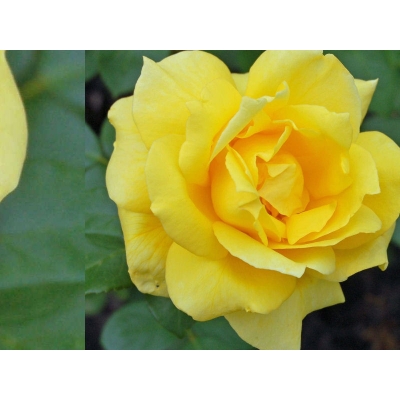 Róża wielkokwiatowa Rosa "Żółta Szlachetna"