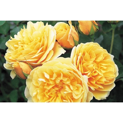 Róża rabatowa Rosa multiflora "Żółta"