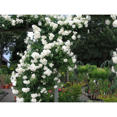 Róża pnąca Rosa arvensis "Biała"