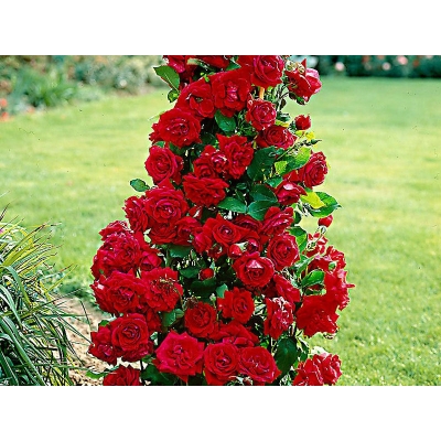 Róża pnąca Rosa Rosa arvensis "Czerwona Stożek"