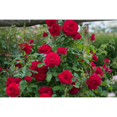 Róża pnąca Rosa arvensis "Czerwona Szalkowata"
