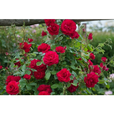 Róża pnąca Rosa arvensis "Czerwona Szalkowata"