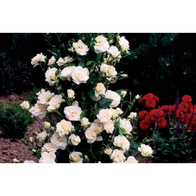 Róża pnąca Rosa arvensis "Kremowa"